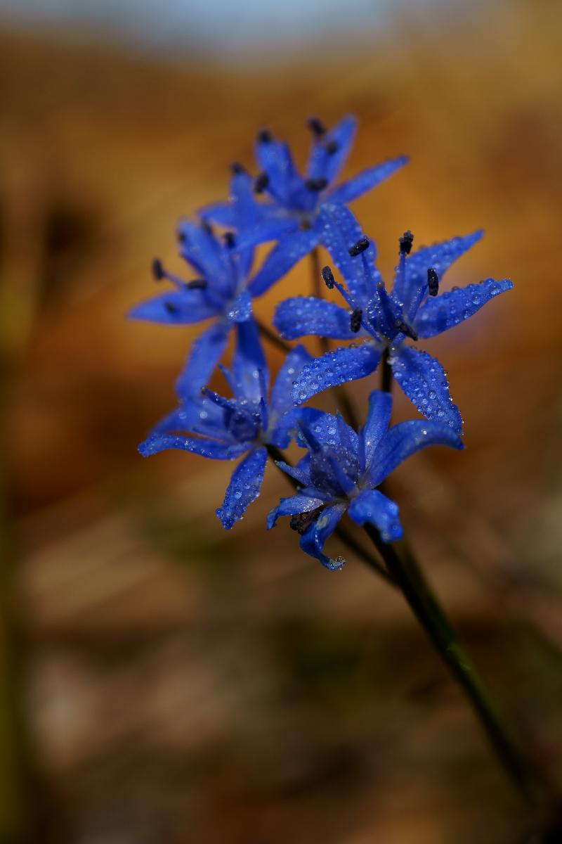 Kalmár Lajos Gábor