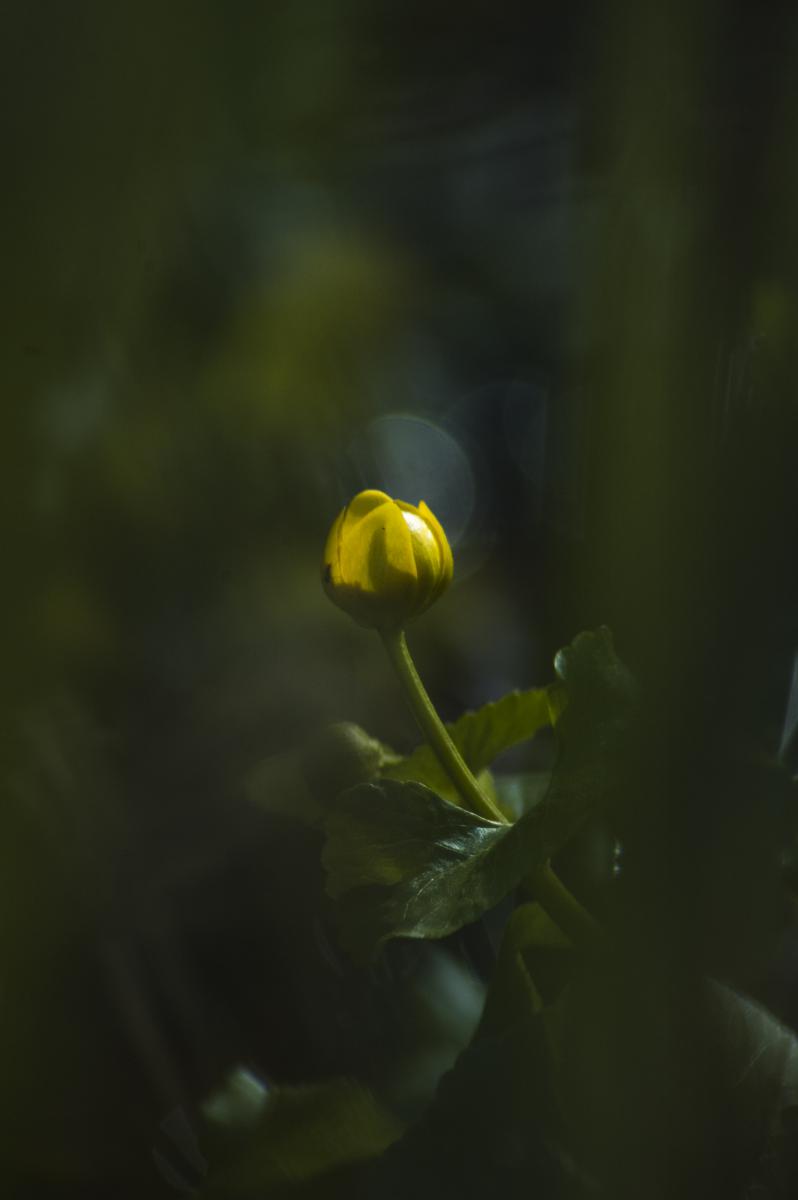 Berkesi Ágota Mirjam