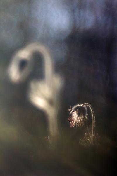 Az öregasszony és az újasszony