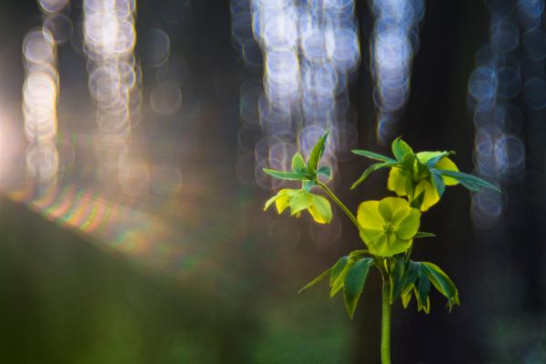 Reggeli fényfürdő