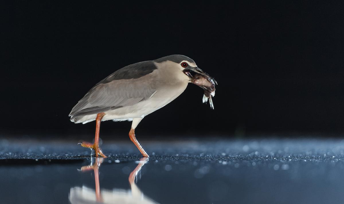 Gaál Zoltán Péter