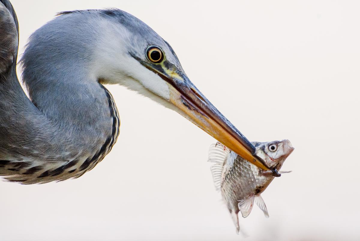 Gaál Zoltán Péter