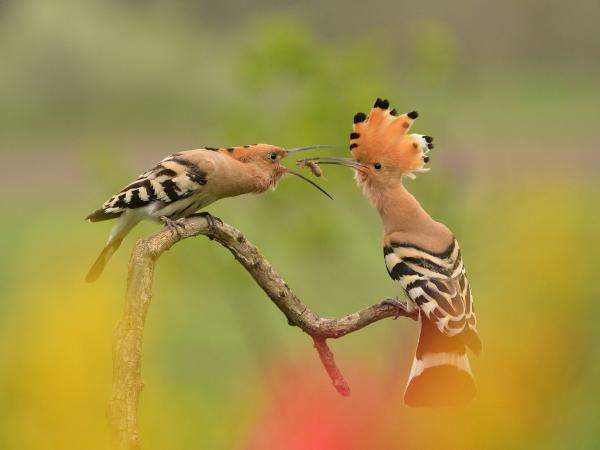 Itt a tavaszi csemege!