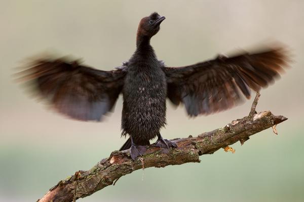 Szárítkozó Kis kárókatona