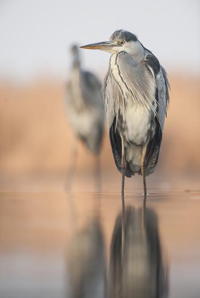 Én és a kisöcsém