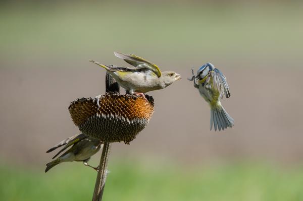 Mókás ijesztegető