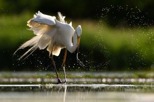 Varázsló Varázsló