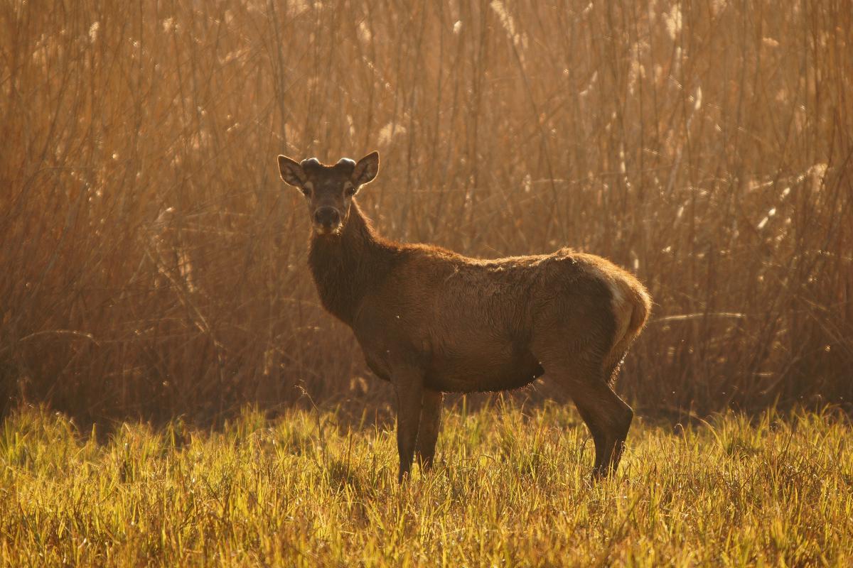 Kalmár Lajos Gábor
