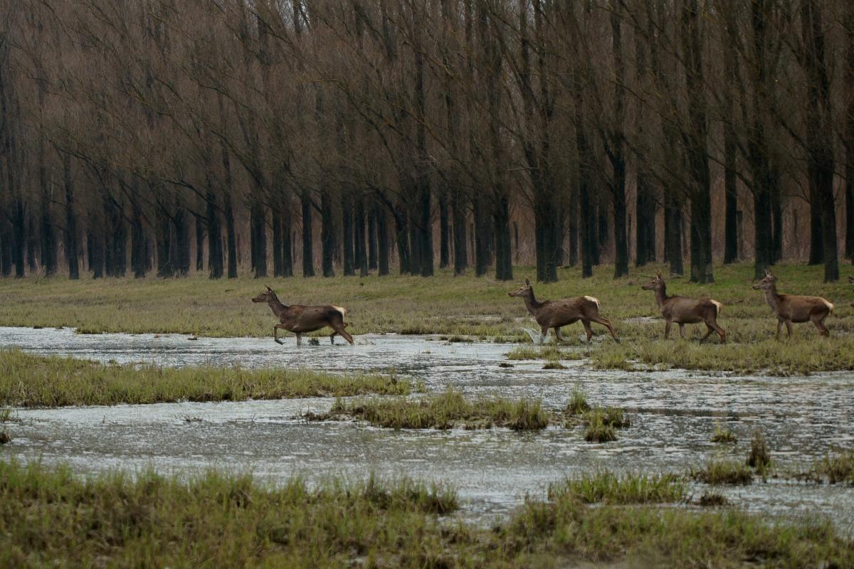 Kalmár Lajos Gábor