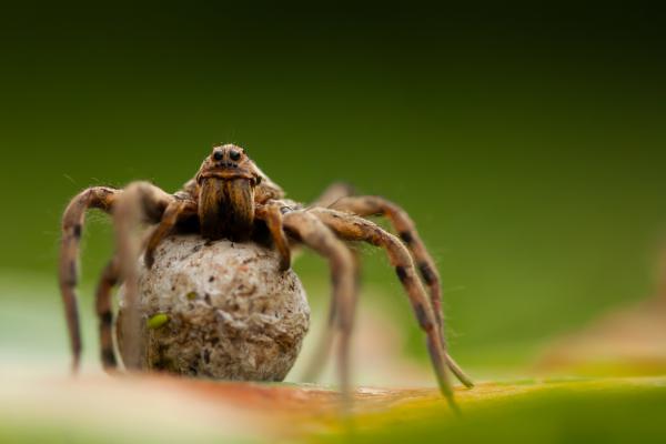 Pókbölcső őrzője