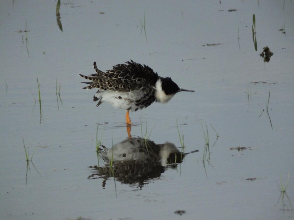 Koncz-Bisztricz Tamás