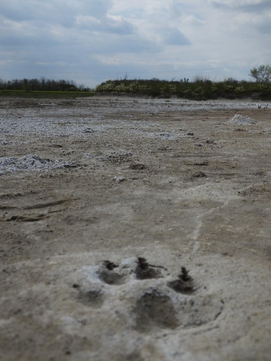 Koncz-Bisztricz Tamás