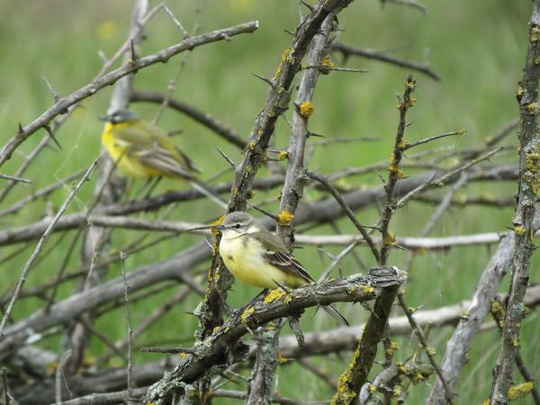 Sárga billegető a tövisbokron