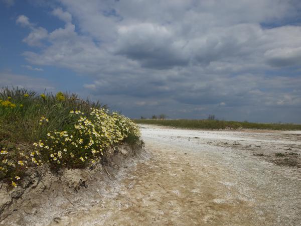 Csongrádi szikes puszta