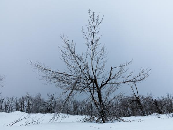 A kegyetlen természet