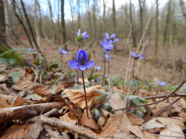 Éledő tavaszi virágok