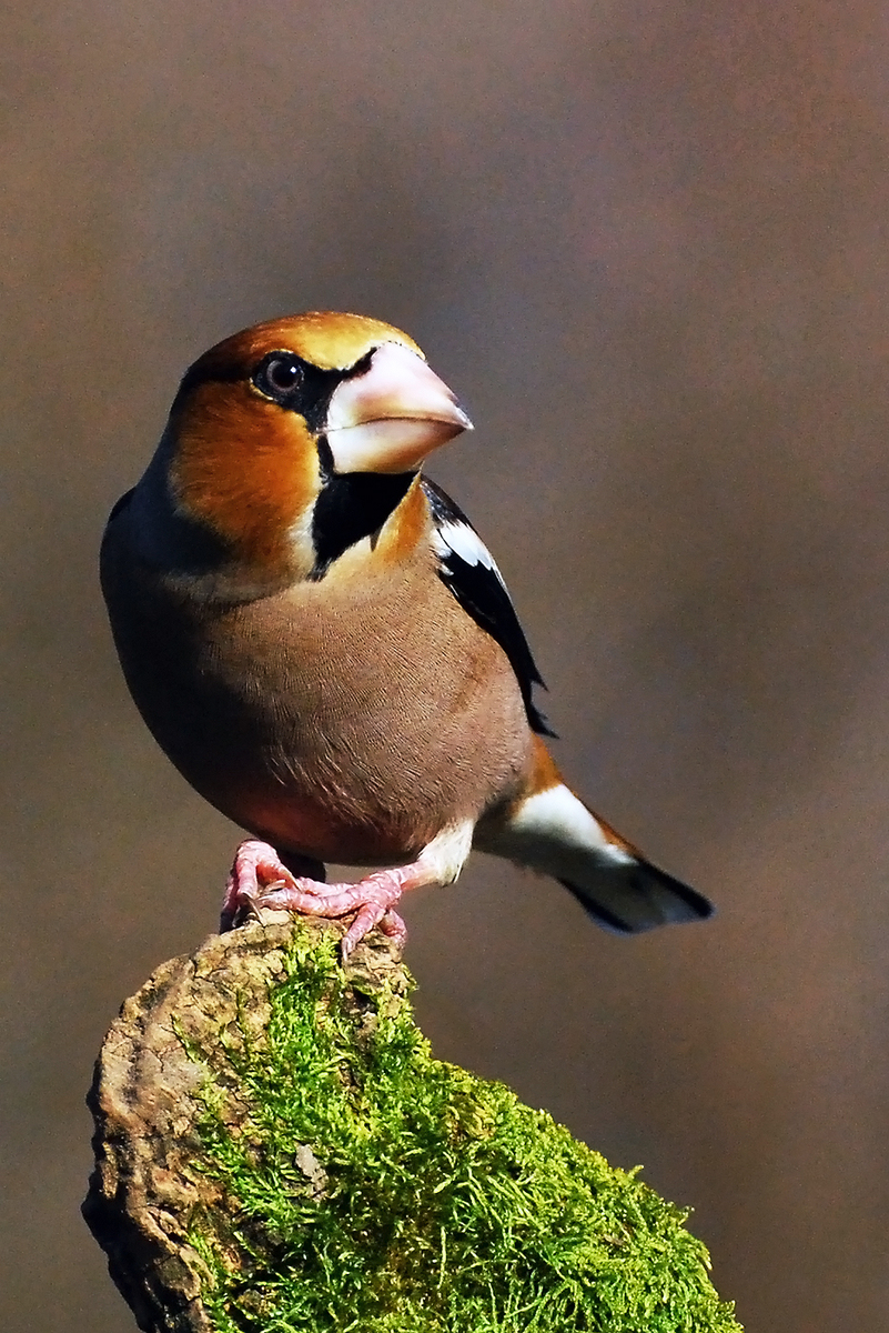 Gaál Zoltán Péter