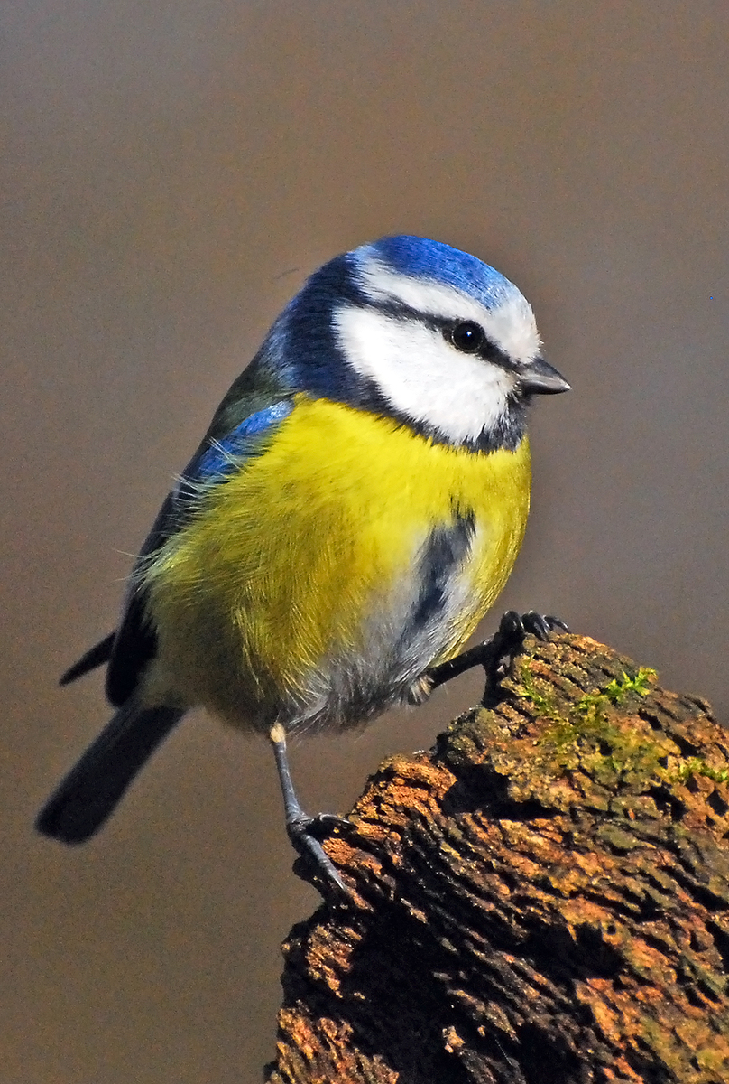 Gaál Zoltán Péter