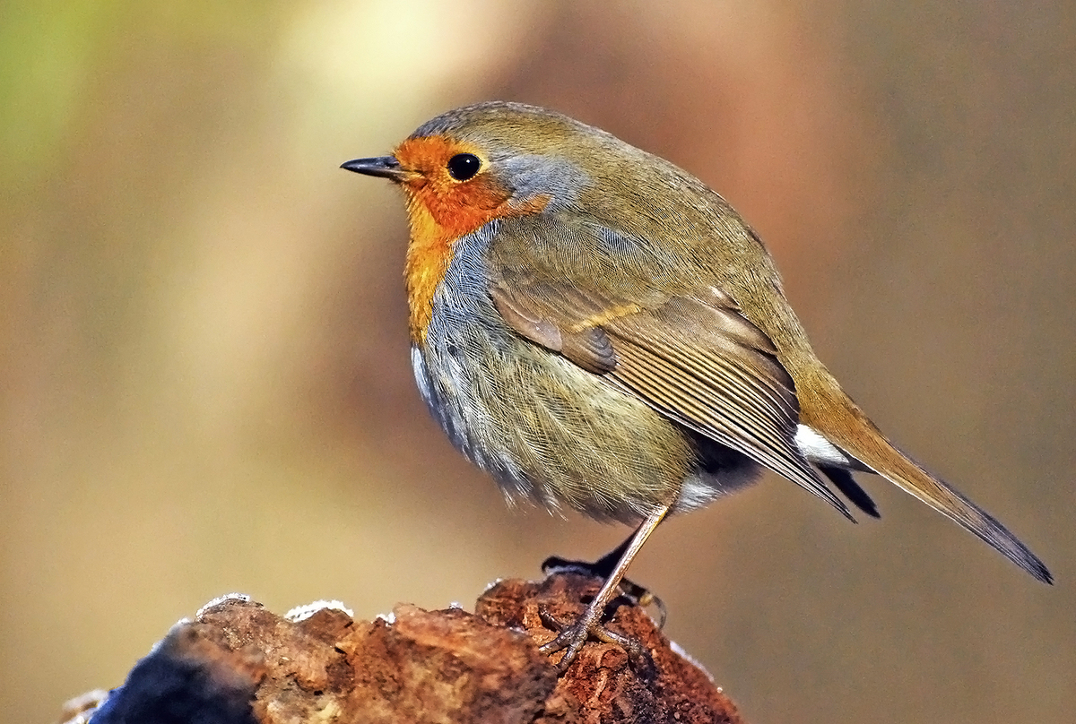 Gaál Zoltán Péter