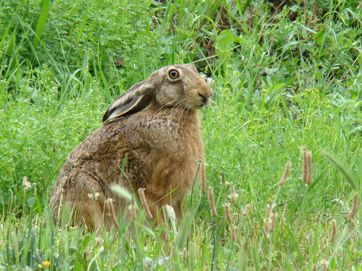 Laczkó-Magyar György