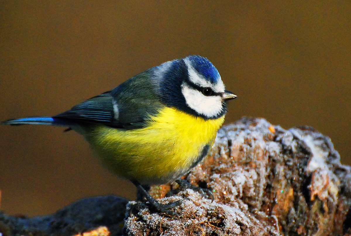 Gaál Zoltán Péter