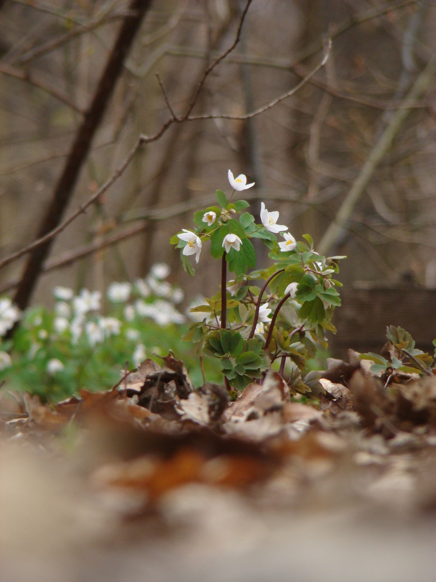 Laczkó-Magyar György