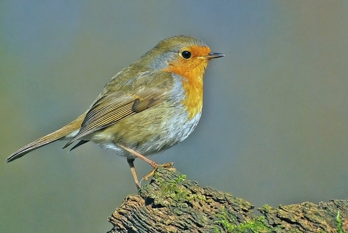 Gaál Zoltán Péter