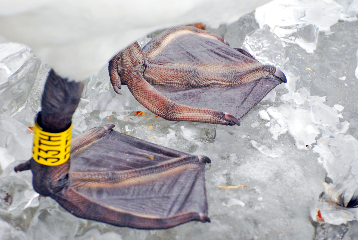 Gaál Zoltán Péter