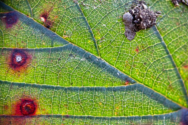 Levél ellenfényben