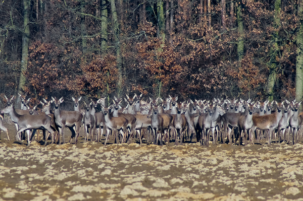 Mindenki figyeljen ide