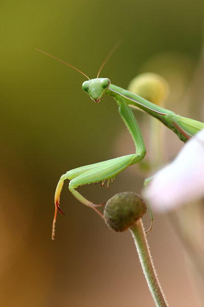 Jó reggelt szomszéd!