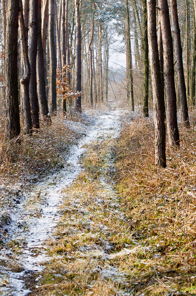 Háttérbe szorul a tél