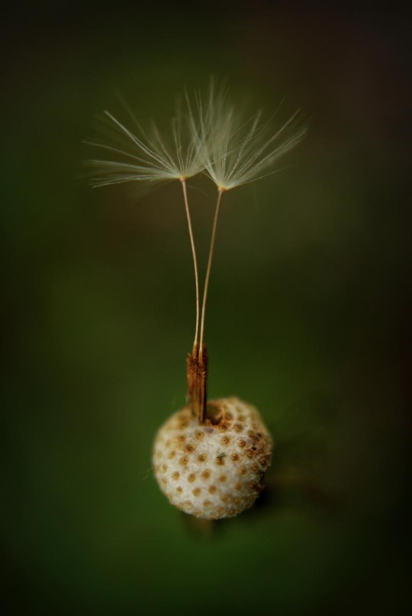 Laczkó-Magyar György