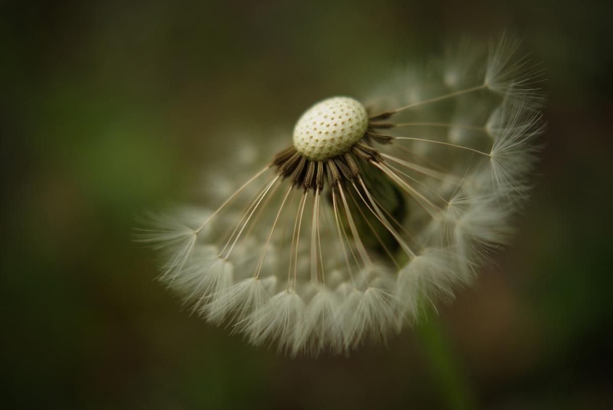 Laczkó-Magyar György