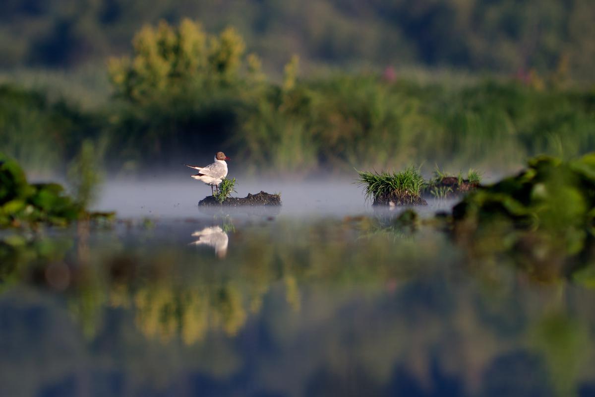 Násfayné Kőházi Mária