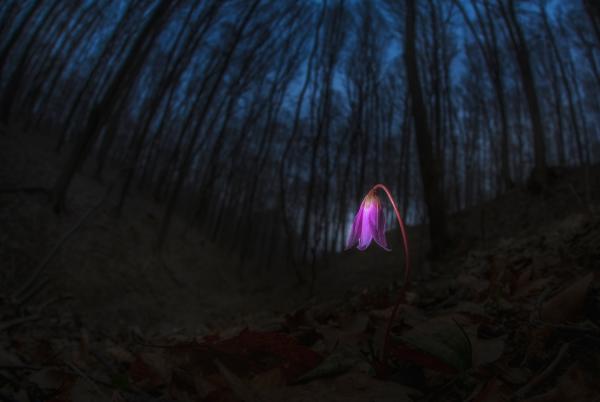 Bánatos kakasmandikó