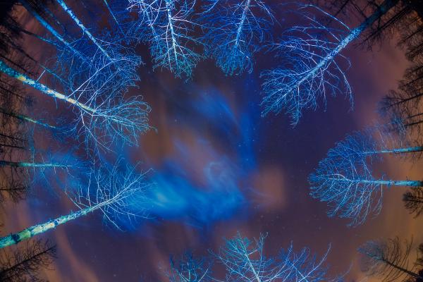 A halott erdő szelleme