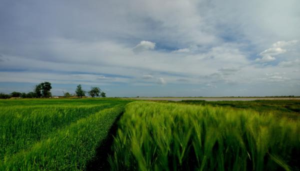 ÉNEK A BÚZAMEZŐKRŐL
