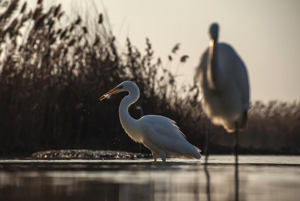 Gaál Zoltán Péter