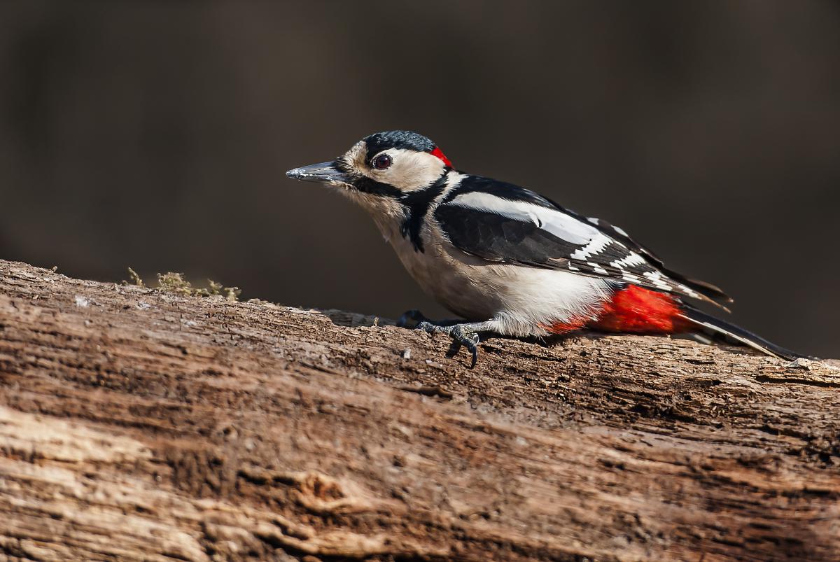 Gaál Zoltán Péter