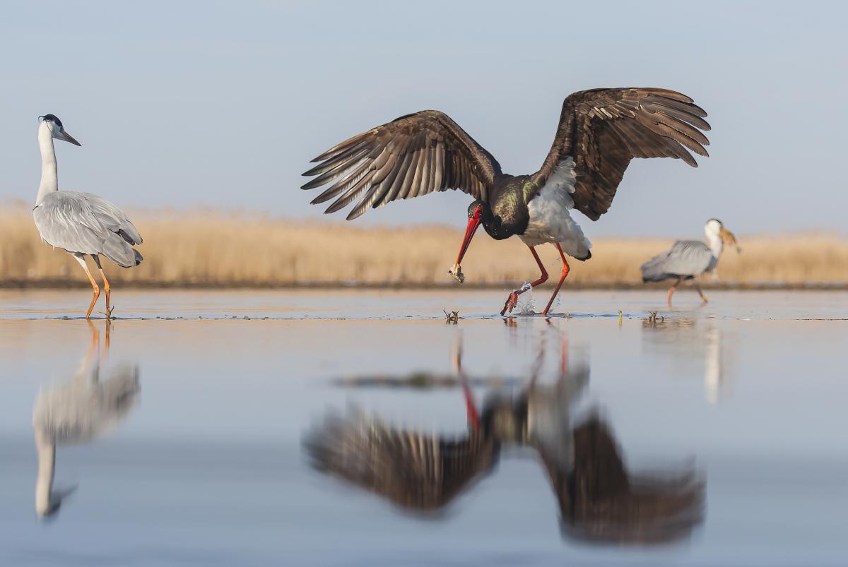 Gaál Zoltán Péter