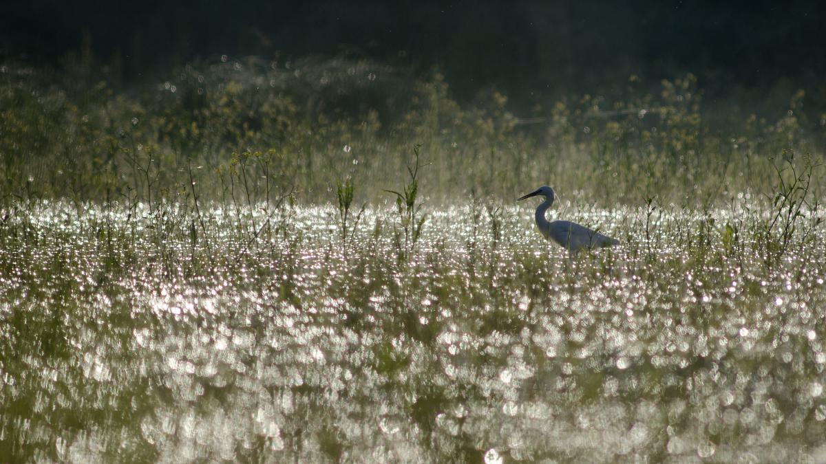 Násfayné Kőházi Mária