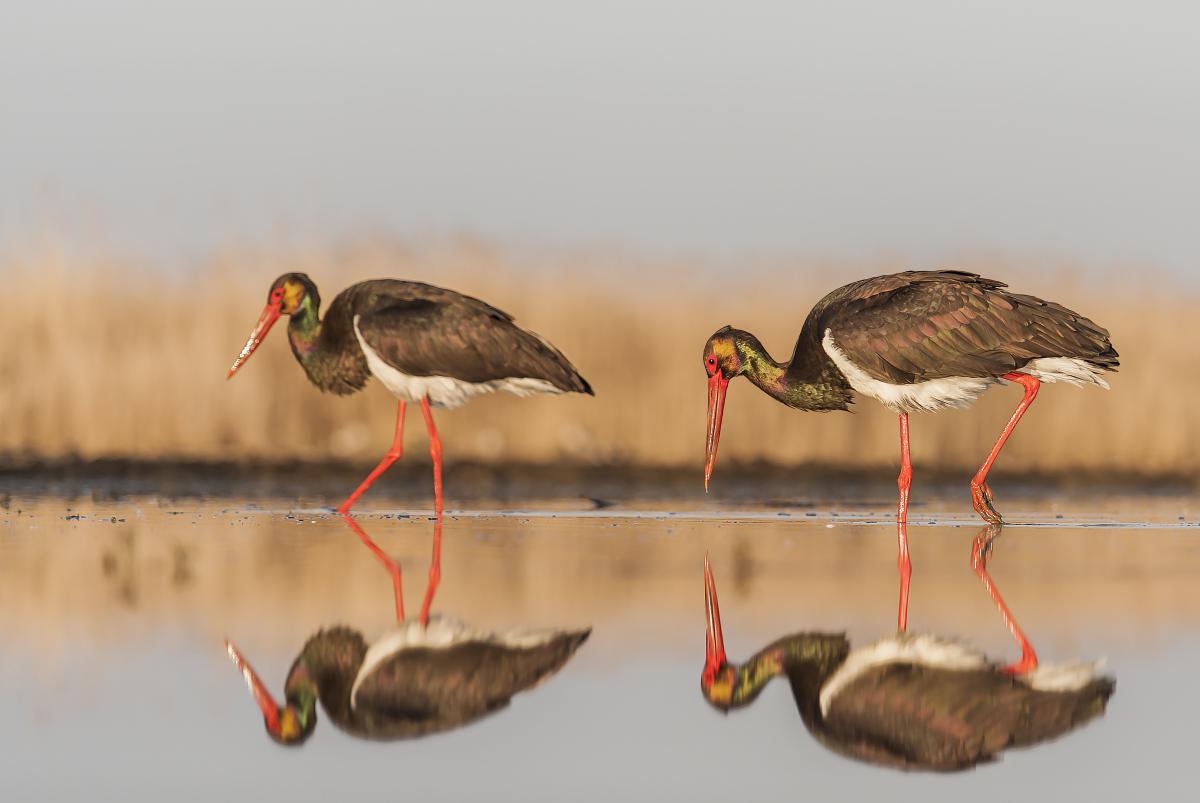 Gaál Zoltán Péter