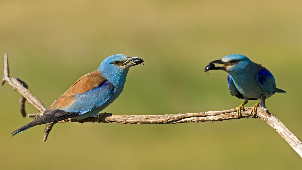 Násfayné Kőházi Mária