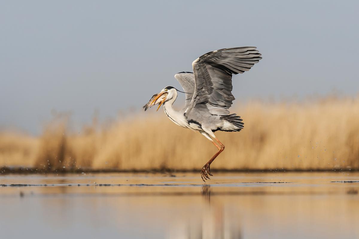 Gaál Zoltán Péter