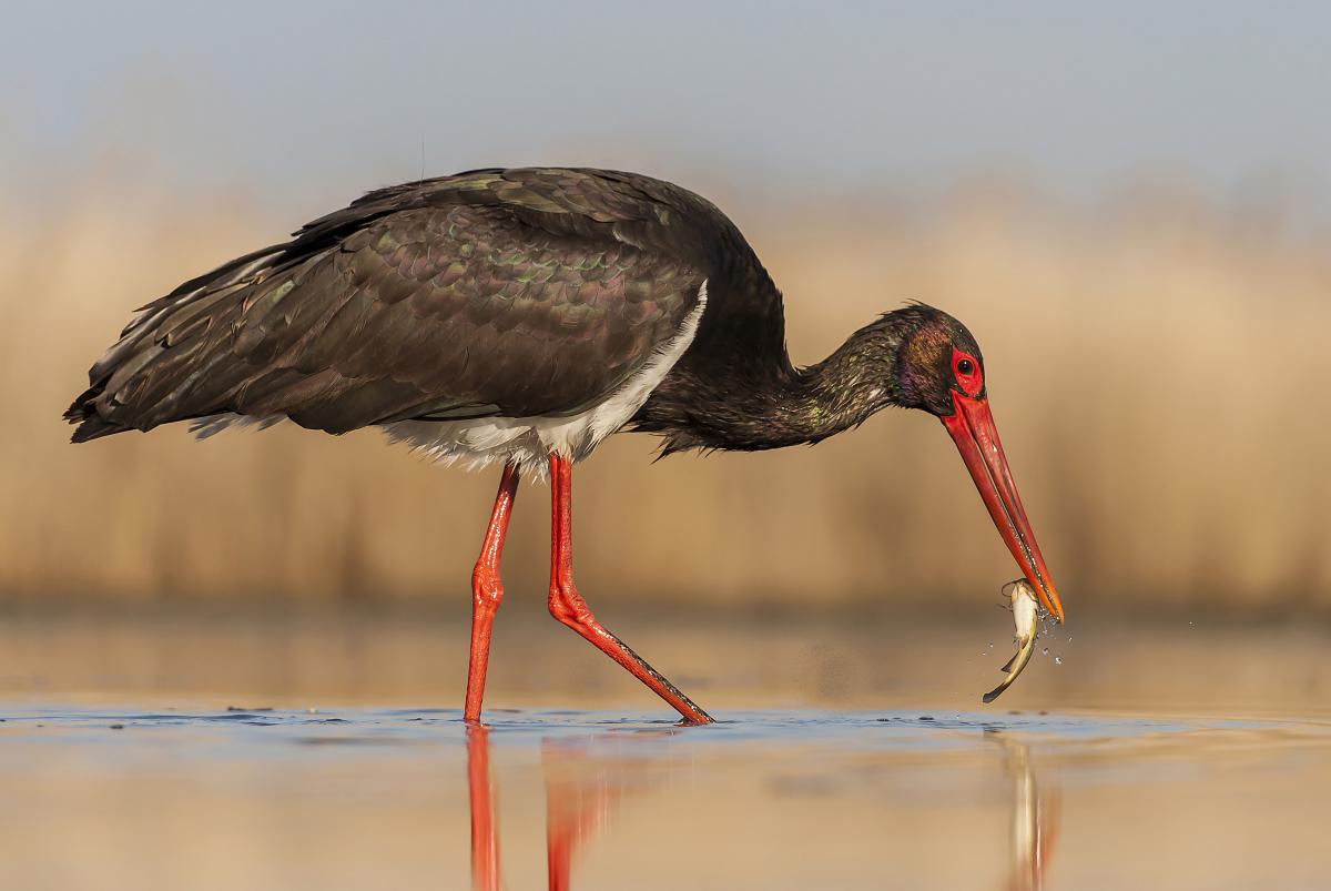 Gaál Zoltán Péter