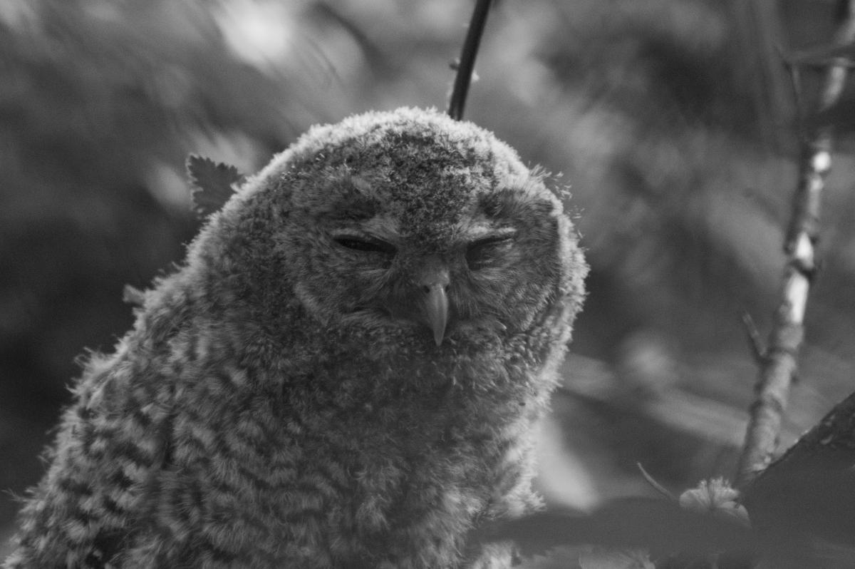 Berkesi Ágota Mirjam