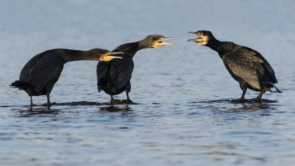 Akkor sincs igazatok