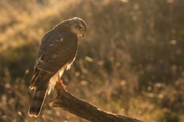 Zsákmány nélkül...