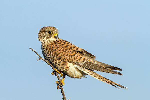 &quot;csúcs&quot;ragadozó